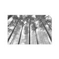 Picture of Sky High Trees _GroupedProduct_Rectangle_Landscape_Photography _GroupedProduct_Rectangle_Landscape_Unframed_Print_Only_