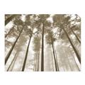 Picture of Sky High Trees _GroupedProduct_Rectangle_Landscape_Photography _GroupedProduct_Rectangle_Landscape_Unframed_Print_Only_