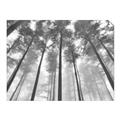 Picture of Sky High Trees _GroupedProduct_Rectangle_Landscape_Photography _GroupedProduct_Rectangle_Landscape_Unframed_Print_Only_