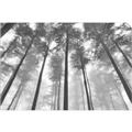 Picture of Sky High Trees _GroupedProduct_Rectangle_Landscape_Photography _GroupedProduct_Rectangle_Landscape_Unframed_Print_Only_