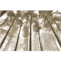 Picture of Sky High Trees _GroupedProduct_Rectangle_Landscape_Photography _GroupedProduct_Rectangle_Landscape_Unframed_Print_Only_