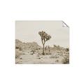 Picture of Dessert Tree _GroupedProduct_Rectangle_Landscape_Photography _GroupedProduct_Rectangle_Landscape_Unframed_Print_Only_