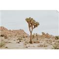 Picture of Dessert Tree _GroupedProduct_Rectangle_Landscape_Photography _GroupedProduct_Rectangle_Landscape_Unframed_Print_Only_