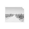 Picture of Cactus Row _GroupedProduct_Rectangle_Landscape_Photography _GroupedProduct_Rectangle_Landscape_Unframed_Print_Only_