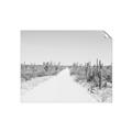 Picture of Cactus Row _GroupedProduct_Rectangle_Landscape_Photography _GroupedProduct_Rectangle_Landscape_Unframed_Print_Only_