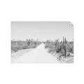 Picture of Cactus Row _GroupedProduct_Rectangle_Landscape_Photography _GroupedProduct_Rectangle_Landscape_Unframed_Print_Only_
