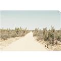 Picture of Cactus Row _GroupedProduct_Rectangle_Landscape_Photography _GroupedProduct_Rectangle_Landscape_Unframed_Print_Only_