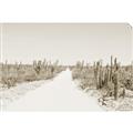 Picture of Cactus Row _GroupedProduct_Rectangle_Landscape_Photography _GroupedProduct_Rectangle_Landscape_Unframed_Print_Only_