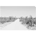 Picture of Cactus Row _GroupedProduct_Rectangle_Landscape_Photography _GroupedProduct_Rectangle_Landscape_Unframed_Print_Only_