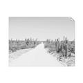 Picture of Cactus Row _GroupedProduct_Rectangle_Landscape_Photography _GroupedProduct_Rectangle_Landscape_Unframed_Print_Only_