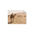 Picture of Camel Walk _GroupedProduct_Rectangle_Landscape_Photography _GroupedProduct_Rectangle_Landscape_Unframed_Print_Only_
