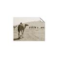 Picture of Camel Walk _GroupedProduct_Rectangle_Landscape_Photography _GroupedProduct_Rectangle_Landscape_Unframed_Print_Only_
