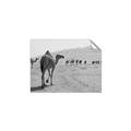 Picture of Camel Walk _GroupedProduct_Rectangle_Landscape_Photography _GroupedProduct_Rectangle_Landscape_Unframed_Print_Only_