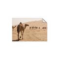 Picture of Camel Walk _GroupedProduct_Rectangle_Landscape_Photography _GroupedProduct_Rectangle_Landscape_Unframed_Print_Only_