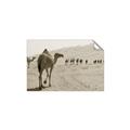 Picture of Camel Walk _GroupedProduct_Rectangle_Landscape_Photography _GroupedProduct_Rectangle_Landscape_Unframed_Print_Only_