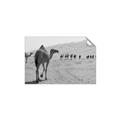 Picture of Camel Walk _GroupedProduct_Rectangle_Landscape_Photography _GroupedProduct_Rectangle_Landscape_Unframed_Print_Only_