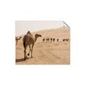 Picture of Camel Walk _GroupedProduct_Rectangle_Landscape_Photography _GroupedProduct_Rectangle_Landscape_Unframed_Print_Only_