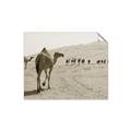 Picture of Camel Walk _GroupedProduct_Rectangle_Landscape_Photography _GroupedProduct_Rectangle_Landscape_Unframed_Print_Only_
