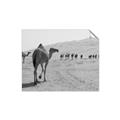 Picture of Camel Walk _GroupedProduct_Rectangle_Landscape_Photography _GroupedProduct_Rectangle_Landscape_Unframed_Print_Only_