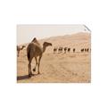 Picture of Camel Walk _GroupedProduct_Rectangle_Landscape_Photography _GroupedProduct_Rectangle_Landscape_Unframed_Print_Only_