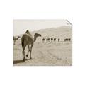 Picture of Camel Walk _GroupedProduct_Rectangle_Landscape_Photography _GroupedProduct_Rectangle_Landscape_Unframed_Print_Only_