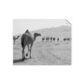 Picture of Camel Walk _GroupedProduct_Rectangle_Landscape_Photography _GroupedProduct_Rectangle_Landscape_Unframed_Print_Only_