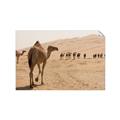Picture of Camel Walk _GroupedProduct_Rectangle_Landscape_Photography _GroupedProduct_Rectangle_Landscape_Unframed_Print_Only_