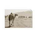 Picture of Camel Walk _GroupedProduct_Rectangle_Landscape_Photography _GroupedProduct_Rectangle_Landscape_Unframed_Print_Only_