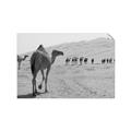 Picture of Camel Walk _GroupedProduct_Rectangle_Landscape_Photography _GroupedProduct_Rectangle_Landscape_Unframed_Print_Only_