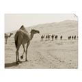 Picture of Camel Walk _GroupedProduct_Rectangle_Landscape_Photography _GroupedProduct_Rectangle_Landscape_Unframed_Print_Only_