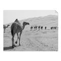 Picture of Camel Walk _GroupedProduct_Rectangle_Landscape_Photography _GroupedProduct_Rectangle_Landscape_Unframed_Print_Only_