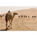 Picture of Camel Walk _GroupedProduct_Rectangle_Landscape_Photography _GroupedProduct_Rectangle_Landscape_Unframed_Print_Only_