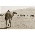 Picture of Camel Walk _GroupedProduct_Rectangle_Landscape_Photography _GroupedProduct_Rectangle_Landscape_Unframed_Print_Only_