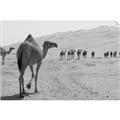 Picture of Camel Walk _GroupedProduct_Rectangle_Landscape_Photography _GroupedProduct_Rectangle_Landscape_Unframed_Print_Only_
