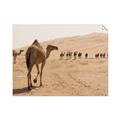 Picture of Camel Walk _GroupedProduct_Rectangle_Landscape_Photography _GroupedProduct_Rectangle_Landscape_Unframed_Print_Only_