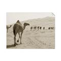 Picture of Camel Walk _GroupedProduct_Rectangle_Landscape_Photography _GroupedProduct_Rectangle_Landscape_Unframed_Print_Only_