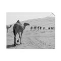 Picture of Camel Walk _GroupedProduct_Rectangle_Landscape_Photography _GroupedProduct_Rectangle_Landscape_Unframed_Print_Only_