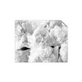 Picture of Fluffy Florals _GroupedProduct_Rectangle_Landscape_Photography _GroupedProduct_Rectangle_Landscape_Unframed_Print_Only_