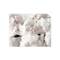 Picture of Fluffy Florals _GroupedProduct_Rectangle_Landscape_Photography _GroupedProduct_Rectangle_Landscape_Unframed_Print_Only_