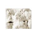 Picture of Fluffy Florals _GroupedProduct_Rectangle_Landscape_Photography _GroupedProduct_Rectangle_Landscape_Unframed_Print_Only_