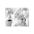 Picture of Fluffy Florals _GroupedProduct_Rectangle_Landscape_Photography _GroupedProduct_Rectangle_Landscape_Unframed_Print_Only_