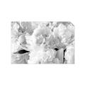 Picture of Fluffy Florals _GroupedProduct_Rectangle_Landscape_Photography _GroupedProduct_Rectangle_Landscape_Unframed_Print_Only_
