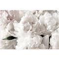 Picture of Fluffy Florals _GroupedProduct_Rectangle_Landscape_Photography _GroupedProduct_Rectangle_Landscape_Unframed_Print_Only_