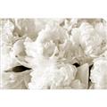 Picture of Fluffy Florals _GroupedProduct_Rectangle_Landscape_Photography _GroupedProduct_Rectangle_Landscape_Unframed_Print_Only_