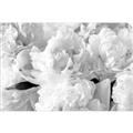 Picture of Fluffy Florals _GroupedProduct_Rectangle_Landscape_Photography _GroupedProduct_Rectangle_Landscape_Unframed_Print_Only_
