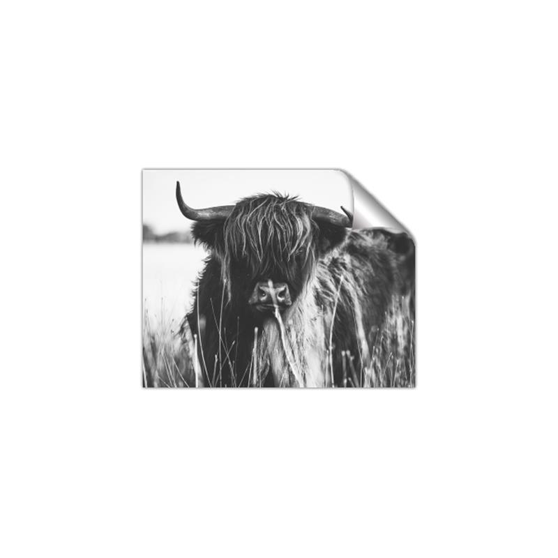 Picture of Bull in the Grass _GroupedProduct_Rectangle_Landscape_Photography _GroupedProduct_Rectangle_Landscape_Unframed_Print_Only_