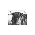 Picture of Bull in the Grass _GroupedProduct_Rectangle_Landscape_Photography _GroupedProduct_Rectangle_Landscape_Unframed_Print_Only_