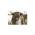 Picture of Bull in the Grass _GroupedProduct_Rectangle_Landscape_Photography _GroupedProduct_Rectangle_Landscape_Unframed_Print_Only_