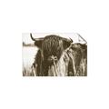 Picture of Bull in the Grass _GroupedProduct_Rectangle_Landscape_Photography _GroupedProduct_Rectangle_Landscape_Unframed_Print_Only_