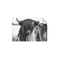 Picture of Bull in the Grass _GroupedProduct_Rectangle_Landscape_Photography _GroupedProduct_Rectangle_Landscape_Unframed_Print_Only_